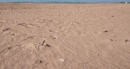 Piles of dry branches on the large beach of fine sand. In the upper part of the image there is a small part of the Mediterranean Sea