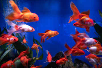 fishes in aquarium