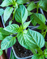 Homemade sweet pepper seedlings. Spring seedlings. Growing sweet pepper seedlings in cassettes. Sapling, sapling of young pepper. Green concept