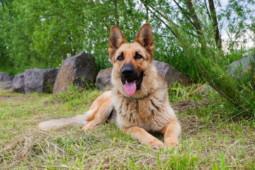 Portrait of a german shepherd on the lawn in the shade of green foliage near the granite stones. The dog is resting outdoors, near stones and green grass