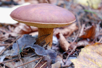 Mushrooms in the forest. Edible mushroom in a pine forest. Close-up photo. Whild Mushrooms outdoors in the forest in autumn
