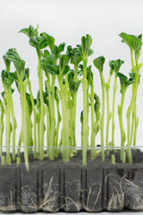 Obraz premium Pea microgreens. Healthy food. Growing microgreens at home. Sprouts and roots of microgreens in a transparent container.