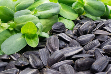 Microgreens and sunflower seeds. Growing microgreens at home. Organic food. Healthy diet.