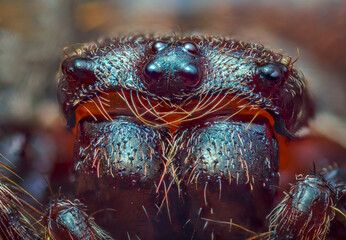 Scary portrait of Walnut orb-weaver spider - Nuctenea umbratica, the walnut orb-weaver spider, is a species of spider in the family Araneidae