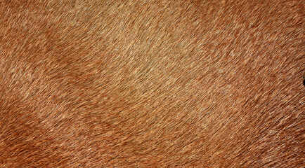Full frame brown fur, brown deer fur for the background.