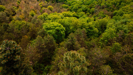 Forest background. Pine trees in the forest in high angle view.