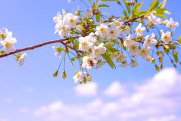 A bee pollinates the white flowers of an apple tree on a branch against the sky. Flowering fruit trees in the garden in spring