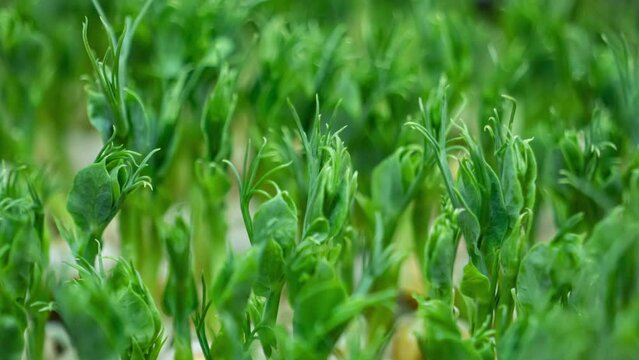 Micro greens pea plant sprouts growing time lapse. Peas micro greens close-up.  Close up view of fresh green leaves.