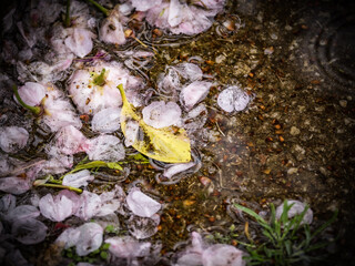 雨の日に散った桜