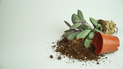 Succulent plant in soil and tiny flowerpot on a white background. Tiny gardening idea isolated. 