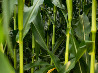 Obraz premium kukurydza