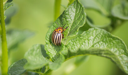 A Colorado potato beetle crawls on a green potato plant, green background