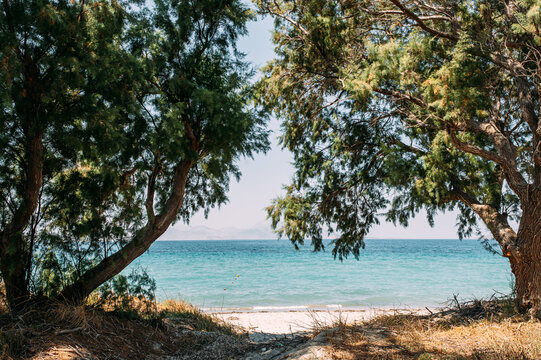 Blick durch Pinien auf den Strand von Tigaki auf der Insel Kos in Griechenland