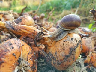 Onions with a snail in the garden