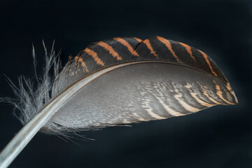 close up woodcock feather on the black background