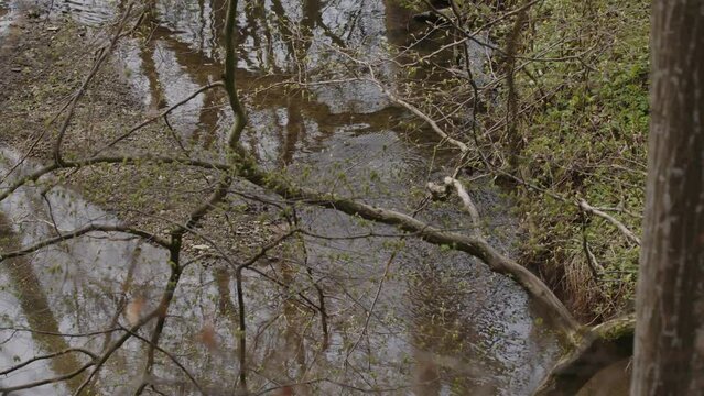 calming river water flowing in forest