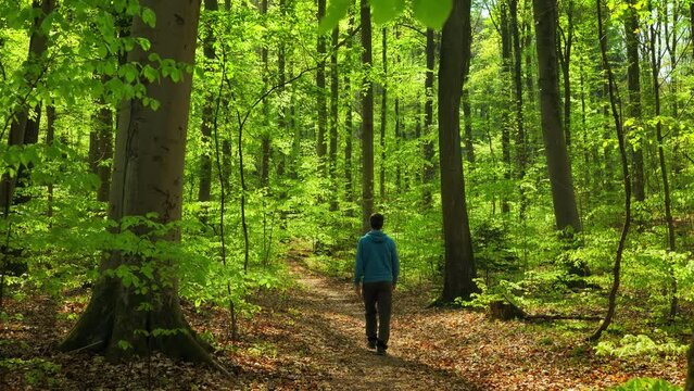 Following a hiker enjoying a relaxed walk in a lush forest in spring, with fresh vibrant green of the leaves illuminated by the warm sunlight
