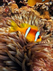 Naklejka na ściany i meble beautiful clown fish of the red sea
