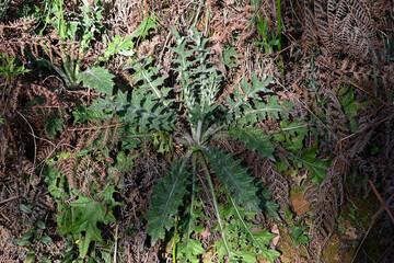 Fototapeta premium Spiny Thistle Leaves on the Forest Floor