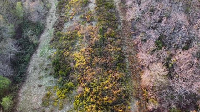 Zone bocag&egrave;re vue du ciel. Amas de broussailles et de taillis &eacute;clair&eacute; par le soleil couchant.