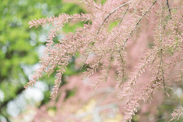 Blooming branches of tamarix shrub in green park. Spring background with pink flowering plants. Closeup, soft selective focus