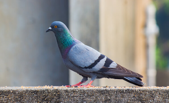 rock pigeon or rock dove sitting on wall of a building in urban locality.