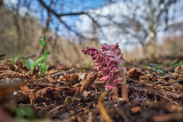 Blooming Lathraea (toothwort) in spring forest. Poisonous parasitic plant in the natural environment