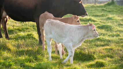 Vacas y terneros en pradera de hierba verde
