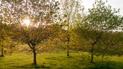 Fototapeta premium Arboles en jardín al atardecer