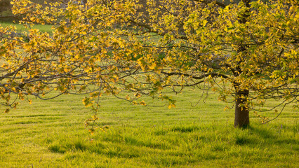 Arboles en jard&iacute;n al atardecer