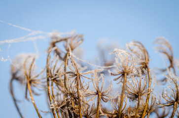 Frozen plants in the fall. The first frost on dry meadow plants.