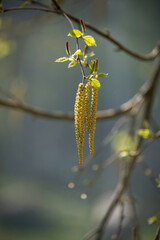Closeup of birch seeds on tree branch on a public garden