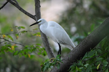 枝の上のコサギ Little egret on a branch