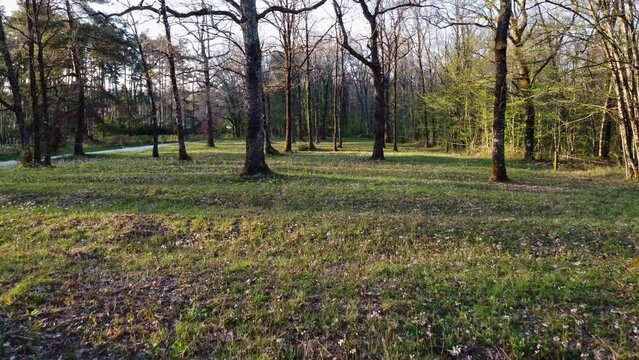 For&ecirc;t vue au soleil couchant. Futaie recouverte d'herbes et de fleurs.