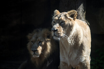 Couple of lions standing at the zoologic park