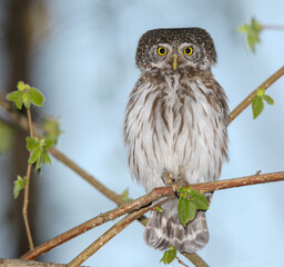 Pygmy owl often lives in forests around large cities, but it is not easy to see it