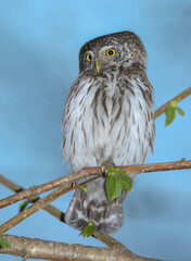 Pygmy owl often lives in forests around large cities, but it is not easy to see it