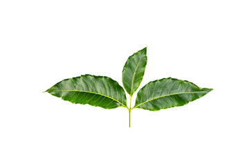 Medicinal neem leaves Azadirachta indica ,Siamese neem leaves, Neem leaves isolated on white background. herbs from green leaves.