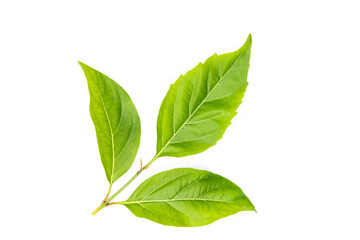 Medicinal neem leaves Azadirachta indica ,Siamese neem leaves, Neem leaves isolated on white background. herbs from green leaves.