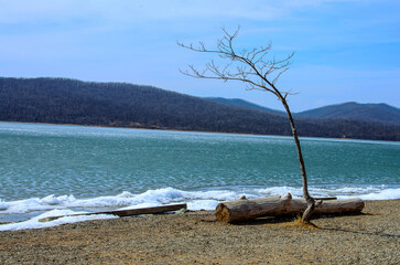 Calm view of the sea coast. a tree on the sea beach with a log. Reflection of the calmness of the sea.