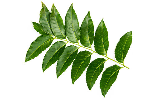 Medicinal neem leaves Azadirachta indica ,Siamese neem leaves, Neem leaves isolated on white background. herbs from green leaves.