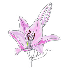 Lily flowers pink sketch, Vector illustration