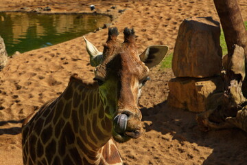Obraz premium Portrait of a giraffe in Bioparc Valencia,Province Valencia,Spain,Europe 