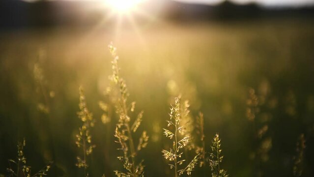 Green grass on the forest meadow at sunset. Wild grass swaying in the wind. Macro image, shallow depth of field. Beautiful summer nature background. 
