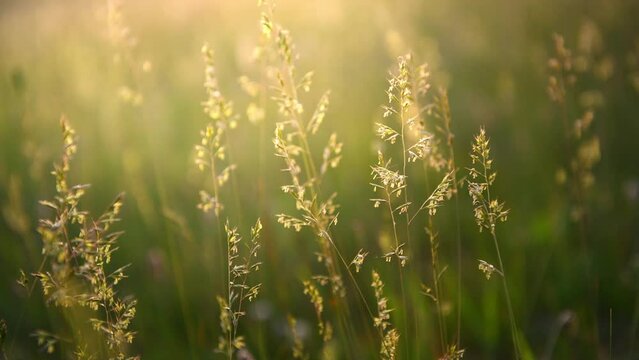Green grass on the forest meadow at sunset. Wild grass swaying in the wind. Macro image, shallow depth of field. Beautiful summer nature background. 
