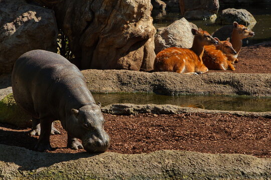 Pygmy Hippopotamus and Western Sitatungas in Bioparc Valencia,Province Valencia,Spain,Europe

