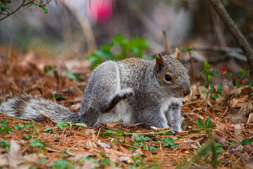 close up of Eastern Gray Squirrel (Sciurus carolinensis) sitting on the ground in the forest in Central Park Manhattan, cleaning its fur. Shallow Depth of field