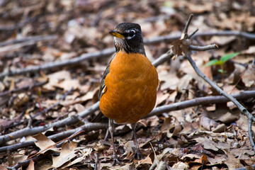 close up portrait of American Robin (Turdus migratorius) sitting on the ground on dry leaves in the forest in spring