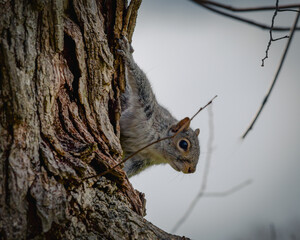 close up of Eastern Gray Squirrel (Sciurus carolinensis) sitting on the side of a tree in Central Park Manhattan. Shallow Depth of field
