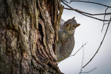 close up of Eastern Gray Squirrel (Sciurus carolinensis) sitting on the side of a tree in Central Park Manhattan. Shallow Depth of field